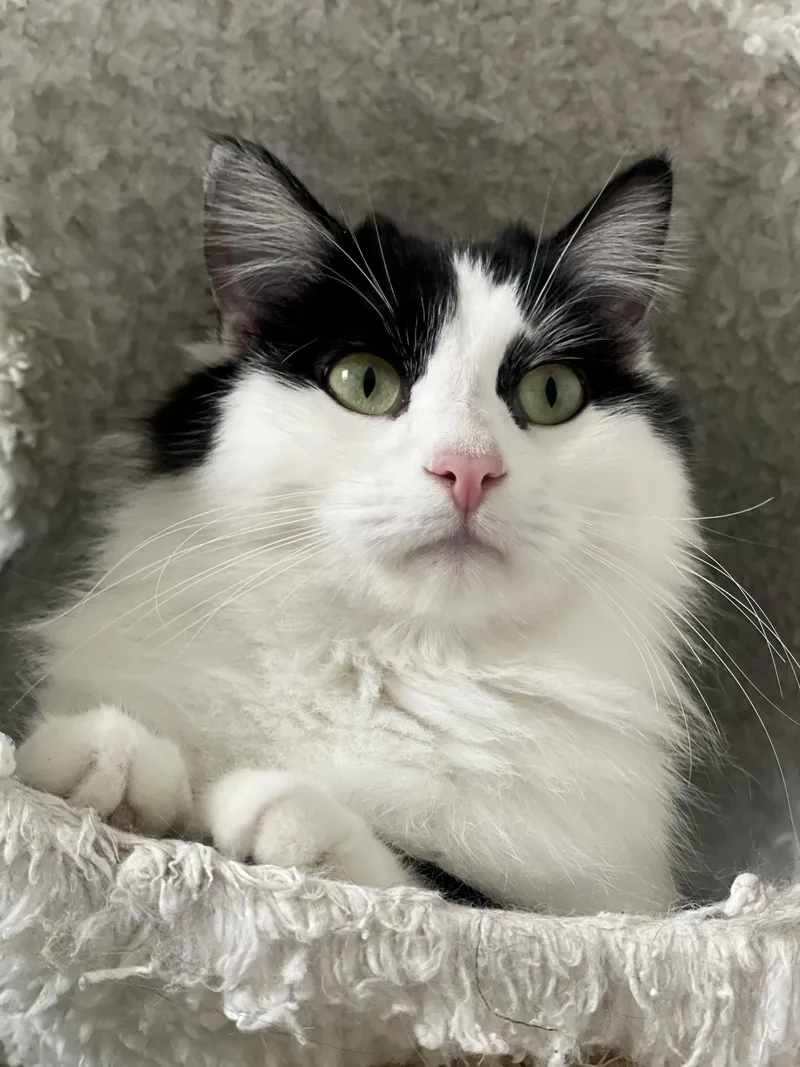 Mittens Jba