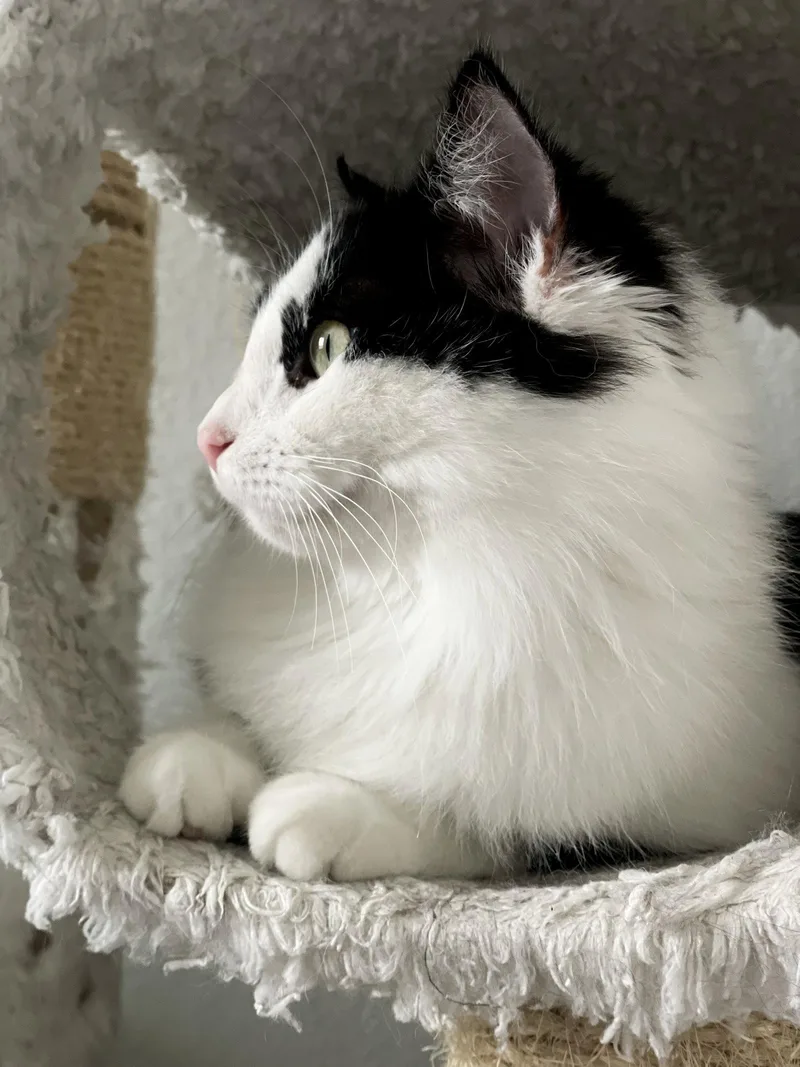 Mittens Jba thumbnail 2