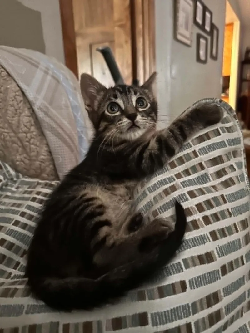 A baby medium-sized male Tabby (Gray / Blue / Silver) Tabby cat named Jelly for adoption in Tehachapi, CA