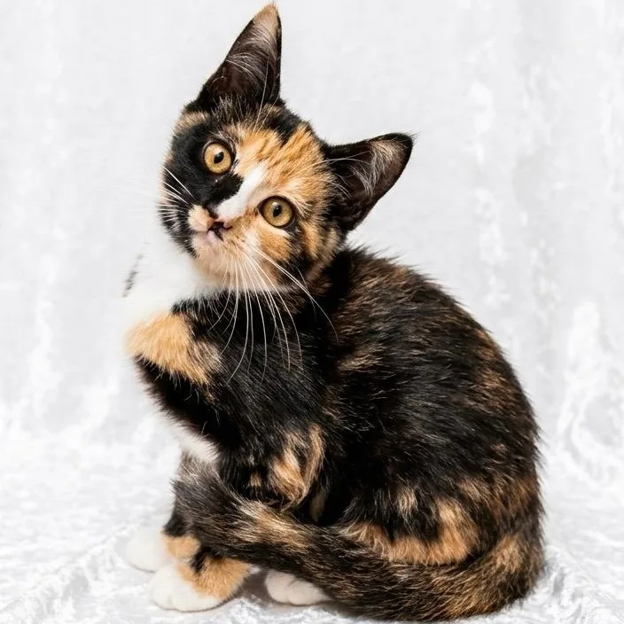 A baby small-sized female Domestic Short Hair cat named Calliope for adoption in Miami, FL