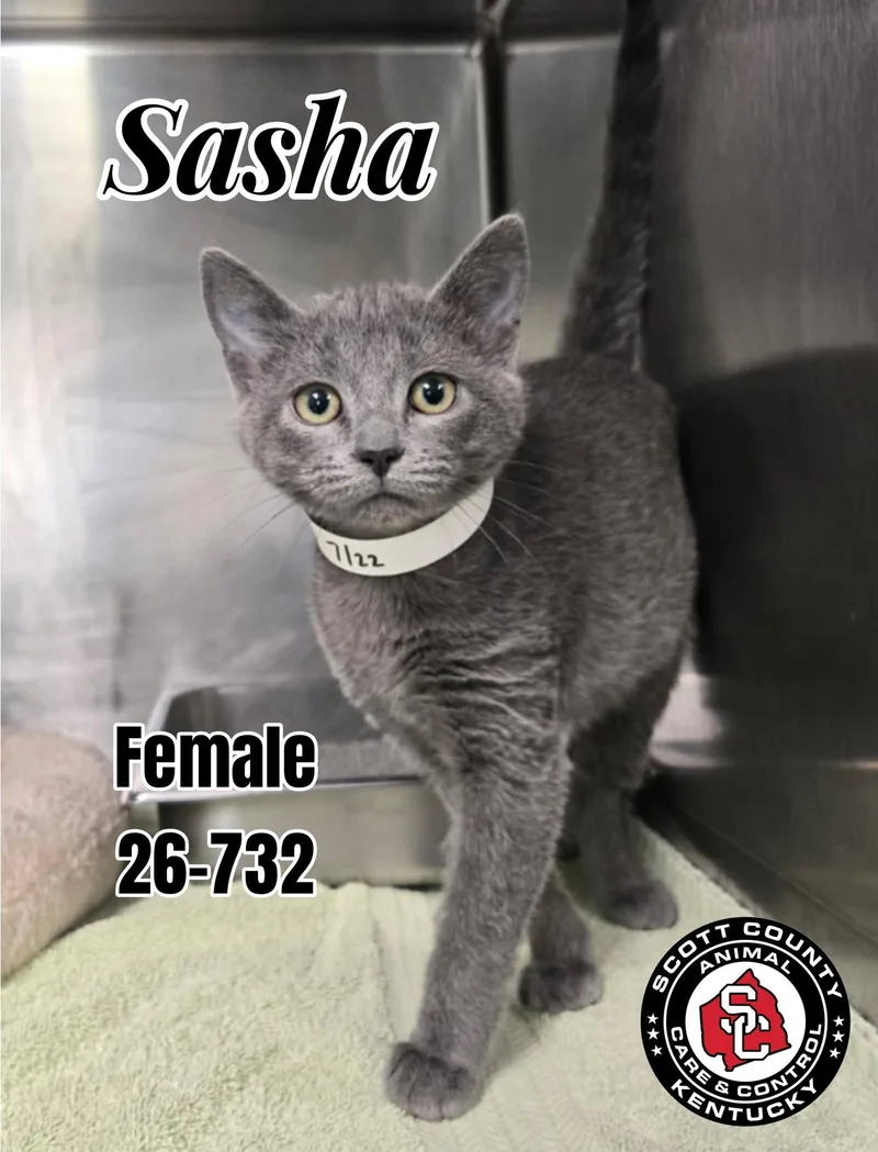 A baby small-sized female Gray / Blue / Silver Domestic Short Hair cat named Sasha for adoption in Georgetown, KY