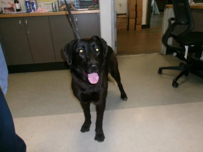 A young medium-sized female German Shepherd Dog dog named Blackie for adoption in Van Nuys, CA