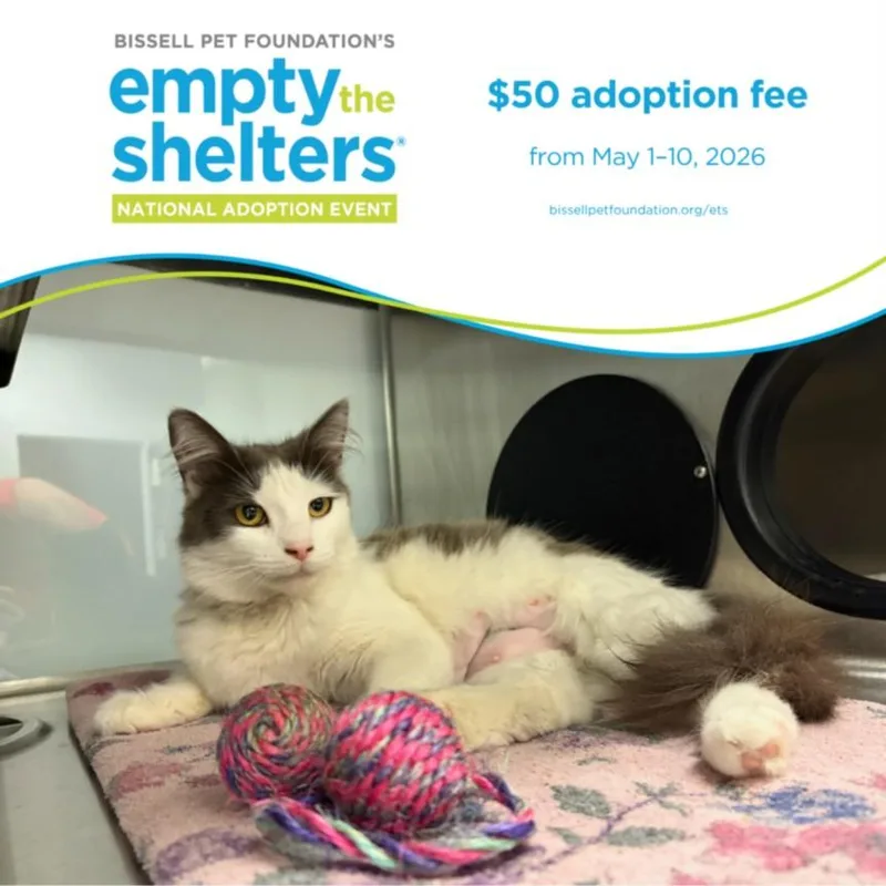 A young small-sized female Domestic Medium Hair cat named Fender for adoption in Santa Cruz, CA