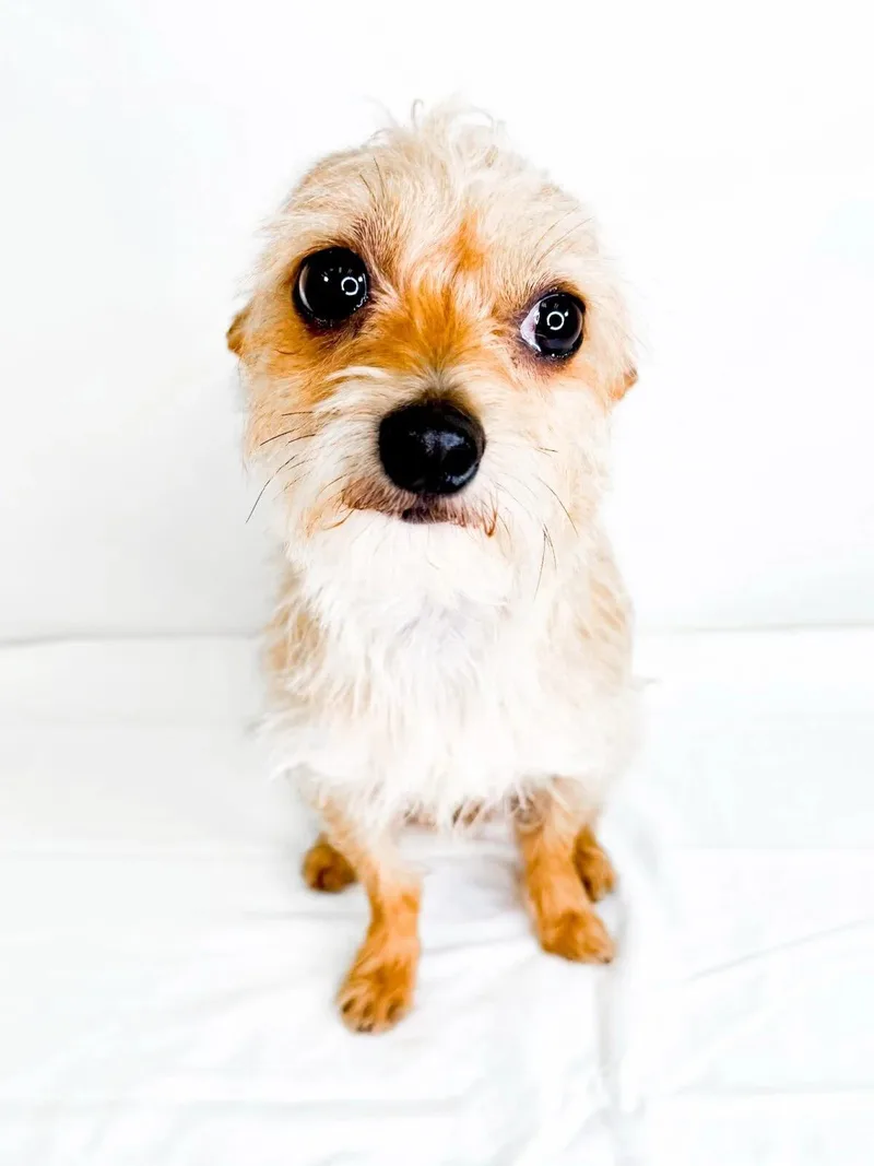 A young small-sized male Yellow / Tan / Blond / Fawn Chihuahua dog named Knuckles for adoption in Bixby, OK