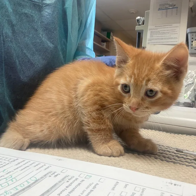 A baby small-sized male Orange / Red Domestic Short Hair cat named Gohen W Goten for adoption in Flagstaff, AZ