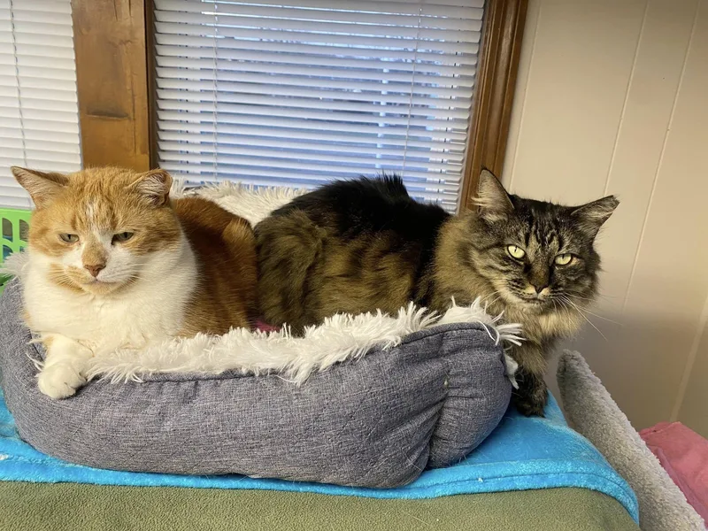 Esmerelda thumbnail 4