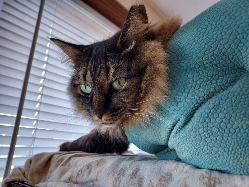 Esmerelda thumbnail 5