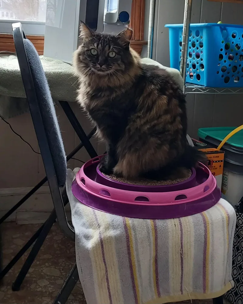 Esmerelda thumbnail 6