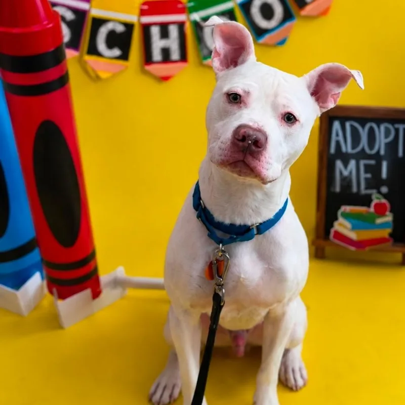 A senior medium-sized male Pit Bull Terrier dog named Chester for adoption in Oceanside, NY