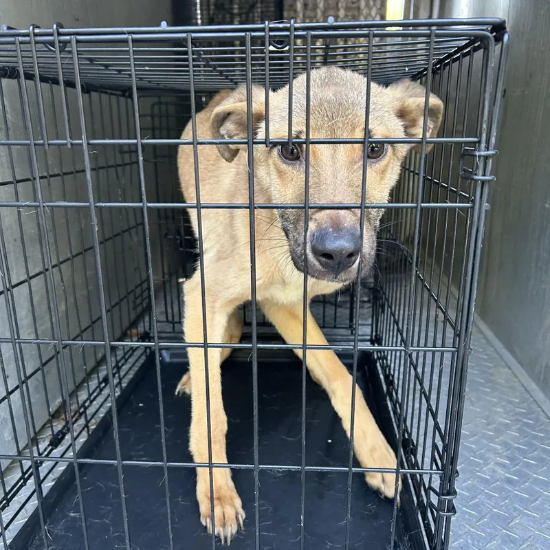 A young medium-sized female Yellow / Tan / Blond / Fawn Mixed Breed dog named Whozit for adoption in Greensboro, NC