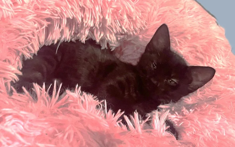 A baby medium-sized male Black Domestic Short Hair cat named Bud for adoption in Wheaton, IL