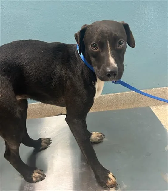 A young medium-sized female Pit Bull Terrier dog named Livvi for adoption in Newton, NC