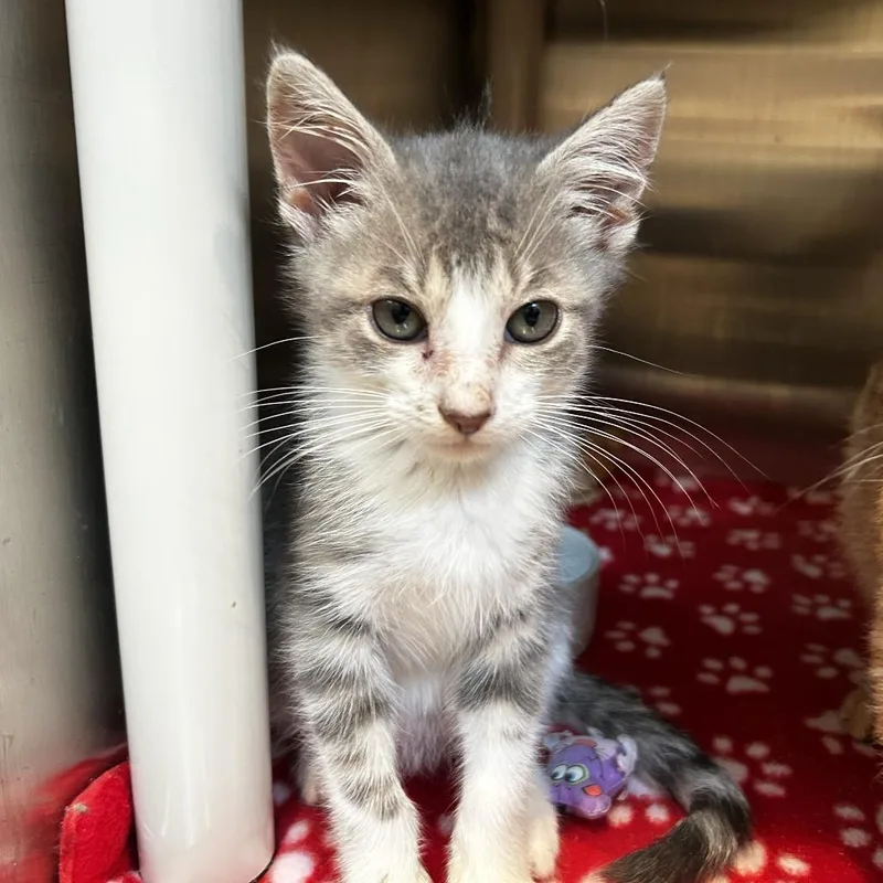 A baby small-sized male Gray / Blue / Silver Domestic Short Hair cat named Loki for adoption in Evanston, IL