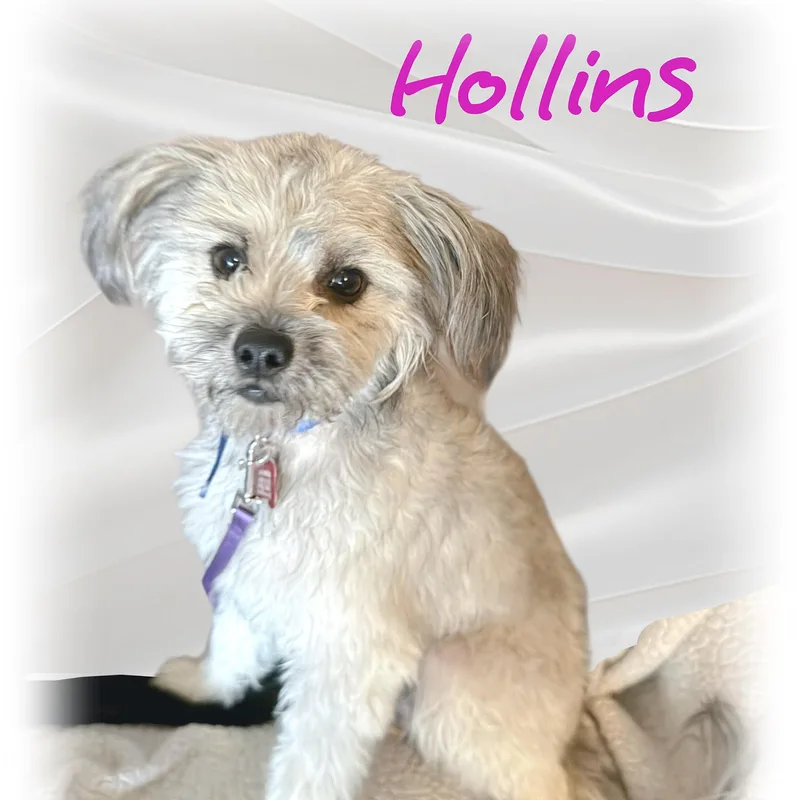 Hollins thumbnail 4