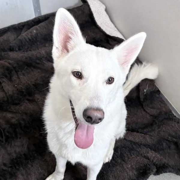 A young large-sized female Husky dog named Zena for adoption in Des Moines, IA