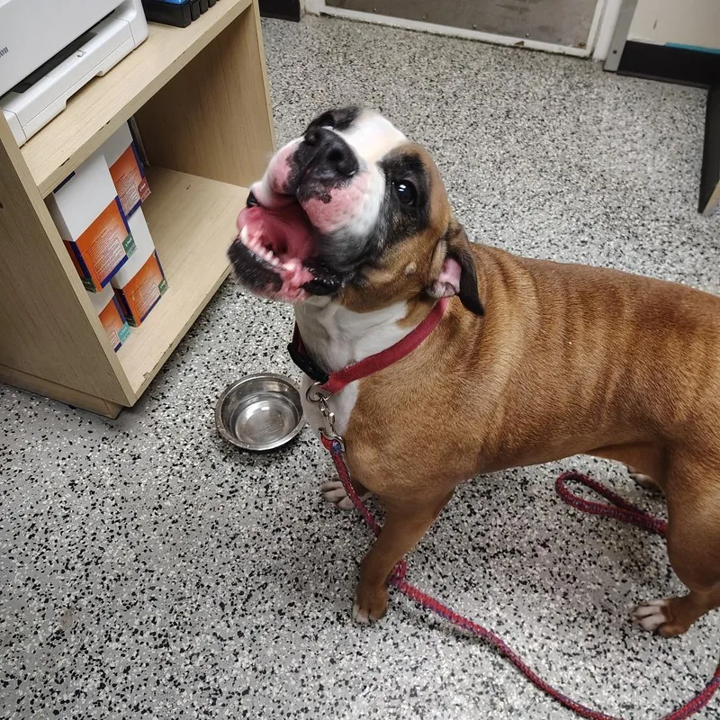 An adult large-sized female Yellow / Tan / Blond / Fawn Boxer dog named Koby for adoption in Lakeland, FL