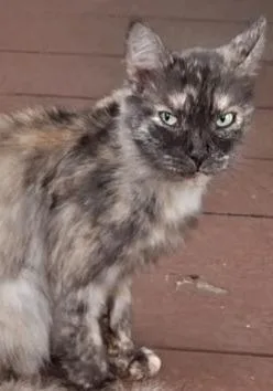 A senior medium-sized female Domestic Long Hair cat named Pompeii for adoption in Olean, NY