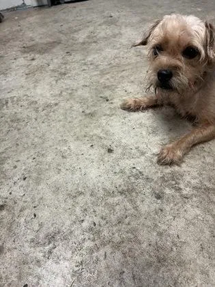 An adult medium-sized female Terrier dog named Chestnut for adoption in Gainesville, FL