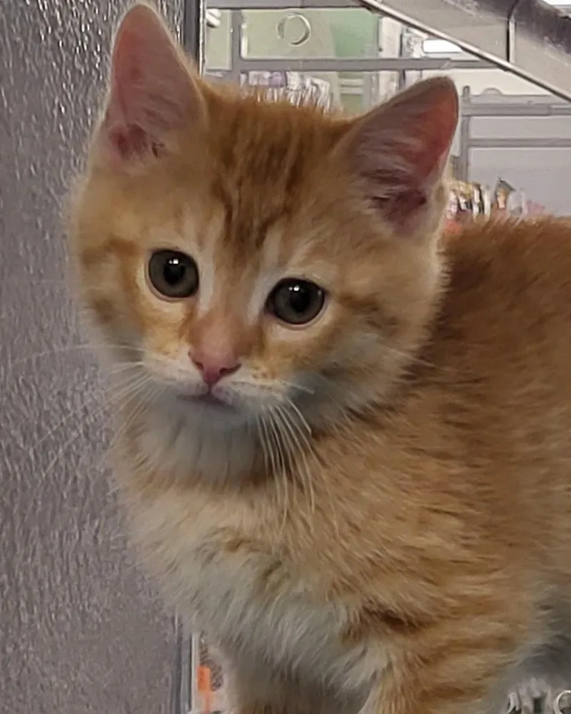 A baby medium-sized male Tabby (Orange / Red) Domestic Short Hair cat named Buoy for adoption in Grayslake, IL