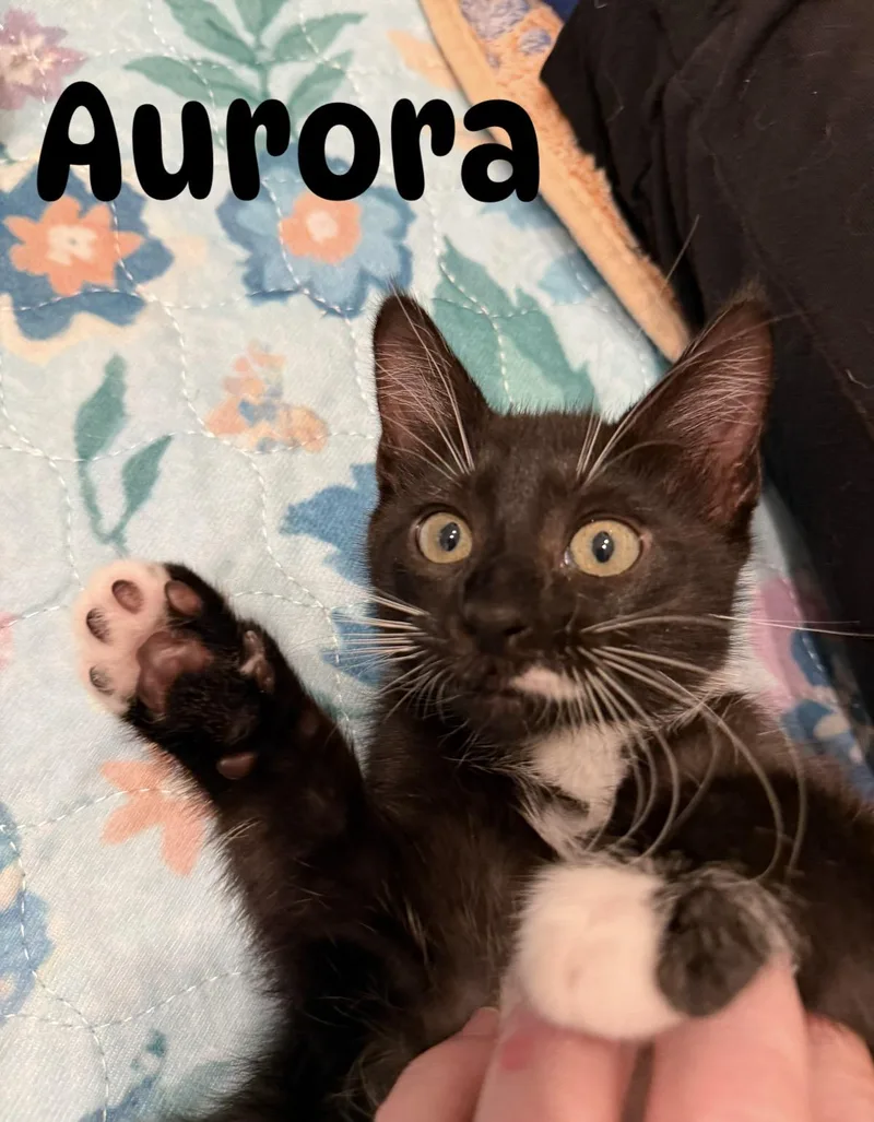 A baby medium-sized female Domestic Short Hair cat named Aurora for adoption in Ponte vedra, FL