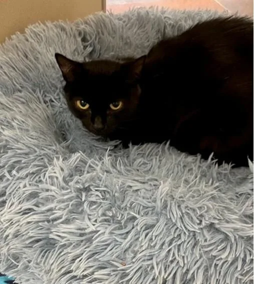 A young medium-sized female Domestic Short Hair cat named Peanut for adoption in Springfield, MA
