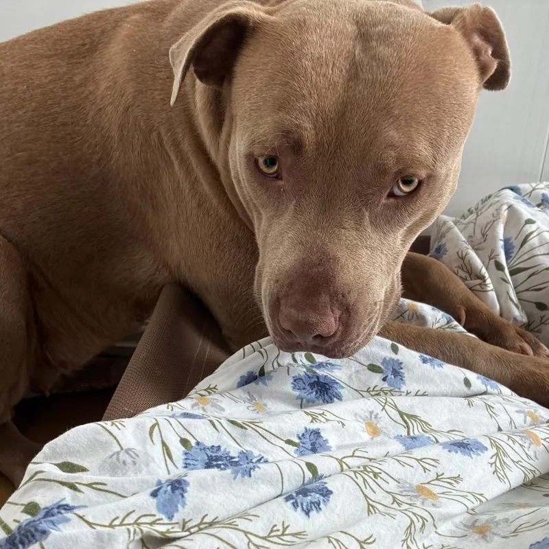 An adult large-sized female Brown / Chocolate Pit Bull Terrier dog named Truffle for adoption in Bernalillo, NM