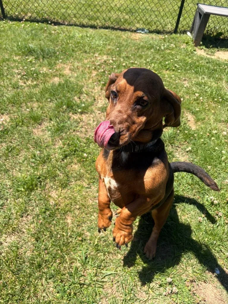 A young medium-sized female Mixed Breed dog named Lulu for adoption in Gallatin, TN