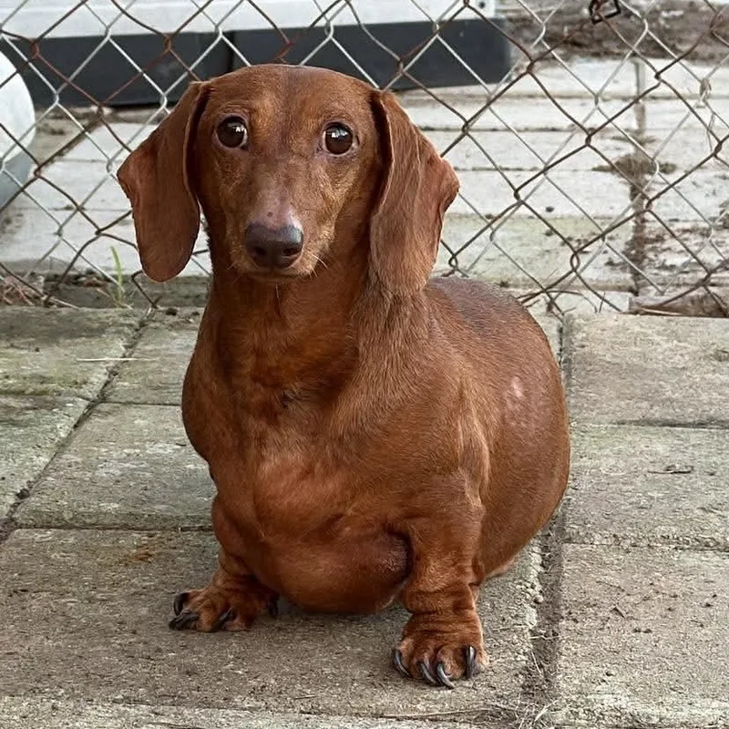 A senior small-sized female Dachshund dog named Starr for adoption in Krum, TX