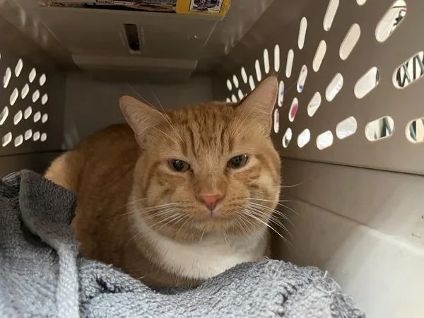 An adult large-sized male Domestic Short Hair cat named Chester for adoption in New York, NY
