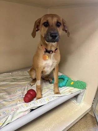 A baby medium-sized female Hound dog named Zummi  Gillette Stadium for adoption in East Brookfield, MA