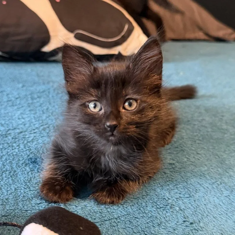 A baby medium-sized male Black Domestic Medium Hair cat named Pocky for adoption in Candler, NC