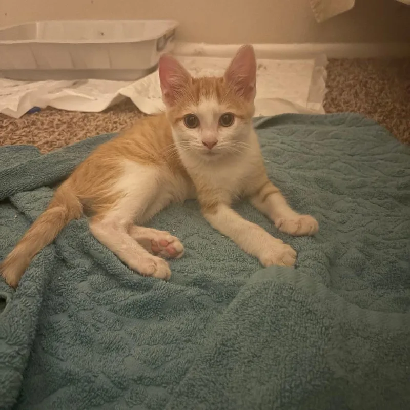 A baby small-sized male Orange / Red Domestic Short Hair cat named Gadget for adoption in San Antonio, TX