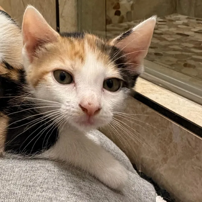 Delilah