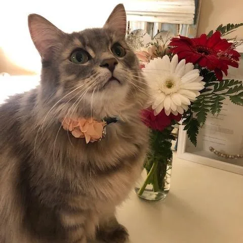 A senior large-sized female Gray / Blue / Silver Domestic Long Hair cat named Louise for adoption in Pasadena, CA