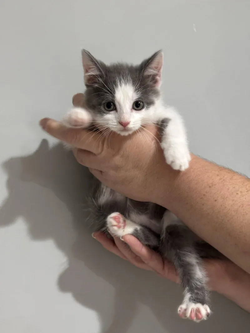 CAT  Nikku thumbnail 2