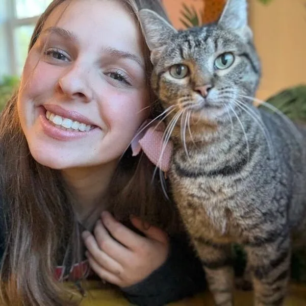 An adult medium-sized female Tabby (Brown / Chocolate) Domestic Short Hair cat named Faith The Love Bug for adoption in Friendswood, TX