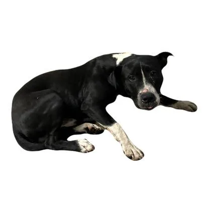 A young medium-sized male Pit Bull Terrier dog named Sawyer for adoption in Red Bluff, CA
