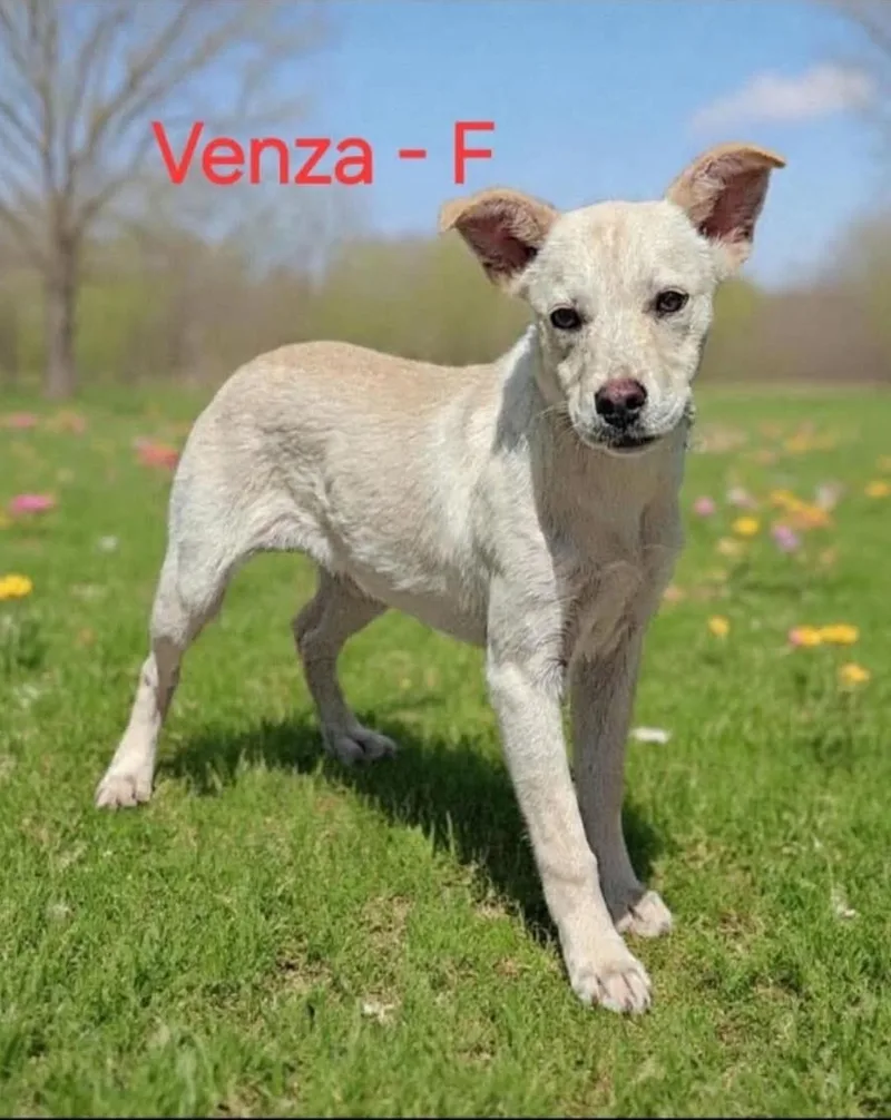 Venza