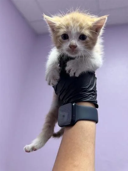 A baby medium-sized female Orange / Red Domestic Medium Hair cat named 61055669 for adoption in El Paso, TX