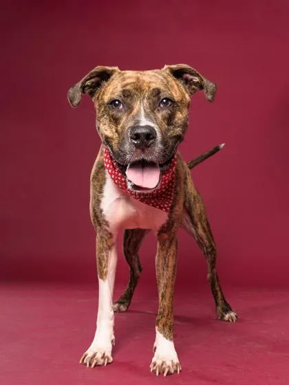 An adult medium-sized male Pit Bull Terrier dog named Max for adoption in Atlanta, GA
