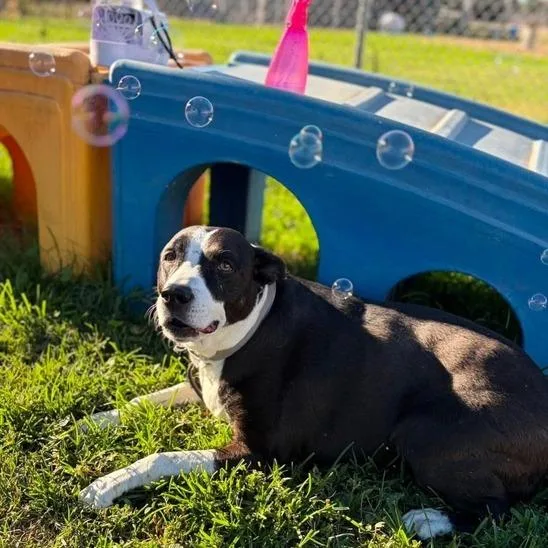 A senior medium-sized female Black Cattle Dog dog named Suzy Q for adoption in Turlock, CA