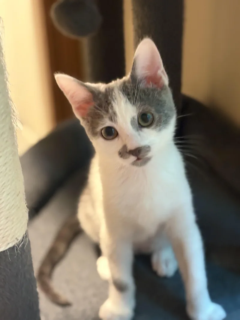 A baby medium-sized male Gray & White Domestic Short Hair cat named Wendell for adoption in Woodinville, WA