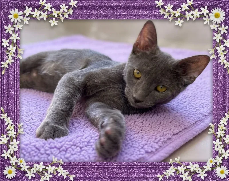 A baby small-sized female Gray / Blue / Silver Domestic Short Hair cat named Ramona for adoption in Los Angeles, CA