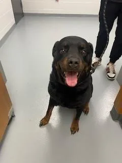 An adult extra large-sized female Rottweiler dog named Rosie for adoption in Saint Cloud, FL