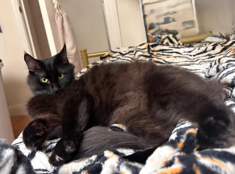 A young medium-sized female Black Domestic Medium Hair cat named Serafina for adoption in Oakland, CA