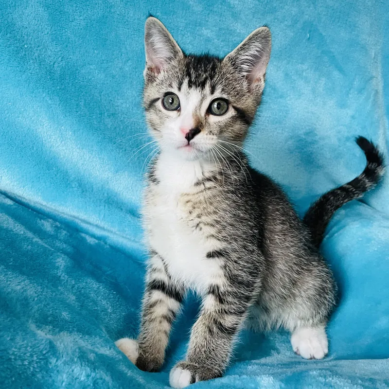 A baby medium-sized male Tabby (Brown / Chocolate) Domestic Short Hair cat named Riff for adoption in Greensboro, NC