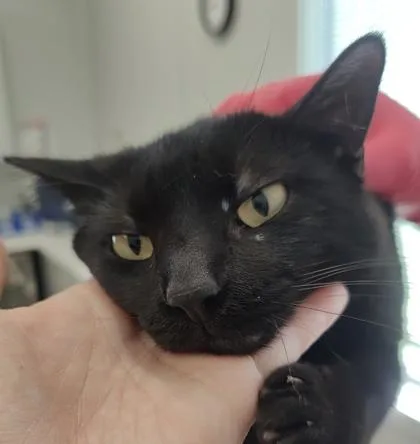 An adult small-sized female Domestic Short Hair cat named Toothless for adoption in Lafayette, IN