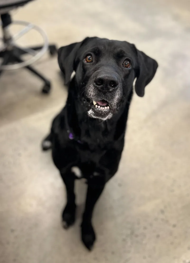 An adult large-sized male Black Labrador Retriever dog named Bumper for adoption in New Rochelle, NY