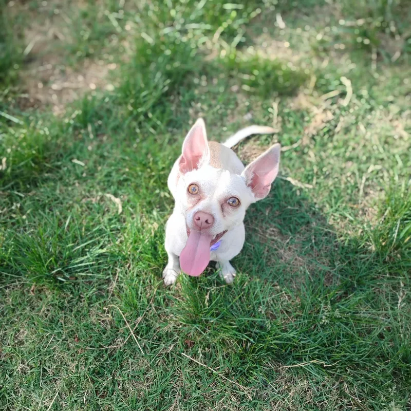 A young small-sized female Apricot / Beige Chihuahua dog named Brandy for adoption in Salisbury, MD