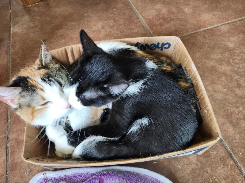 A baby medium-sized male Domestic Short Hair cat named Burt Burdock for adoption in San Antonio, TX
